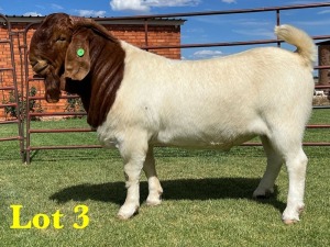 1X BOER GOAT BUCK LUKAS BURGER BOERGOAT STUD