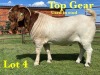 1X BOER GOAT FLOCK BUCK LUKAS BURGER BOERGOAT STUD