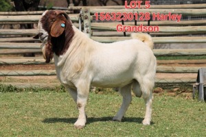 1X BOER GOAT BUCK SHONGOLOLO BOERBOK STOET