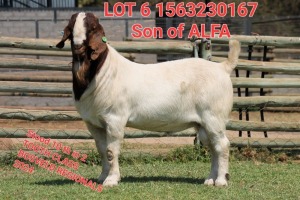 1X BOER GOAT BUCK SHONGOLOLO BOERBOK STOET