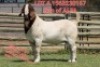 1X BOER GOAT FLOCK BUCK SHONGOLOLO BOERBOK STOET
