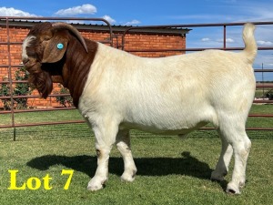 1X BOER GOAT BUCK LUKAS BURGER BOERGOAT STUD