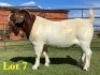 1X BOER GOAT STUD BUCK LUKAS BURGER BOERGOAT STUD