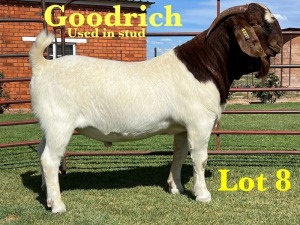 1X BOER GOAT BUCK LUKAS BURGER BOERGOAT STUD