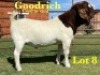 1X BOER GOAT STUD BUCK LUKAS BURGER BOERGOAT STUD