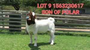 1X BOER GOAT BUCK SHONGOLOLO BOERBOK STOET