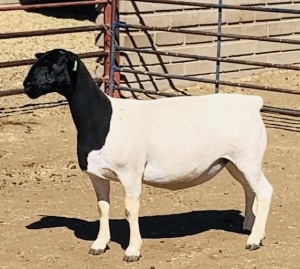 LOT 79 1 X DORPER OOI/EWE KOWIE DE WITT - T3