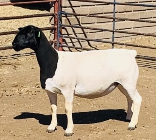 LOT 79 1 X DORPER OOI/EWE KOWIE DE WITT - T3