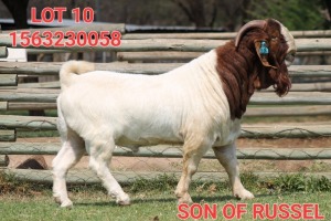 1X BOER GOAT BUCK SHONGOLOLO BOERBOK STOET