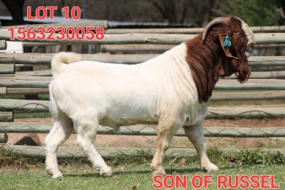 1X BOER GOAT FLOCK BUCK SHONGOLOLO BOERBOK STOET