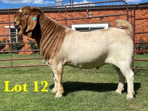 1X BOER GOAT BUCK LUKAS BURGER BOERGOAT STUD