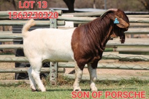 1X BOER GOAT BUCK SHONGOLOLO BOERBOK STOET