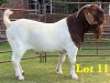 1X BOER GOAT FLOCK BUCK LUKAS BURGER BOERGOAT STUD