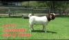 1X BOER GOAT BUCK SHONGOLOLO BOERBOK STOET