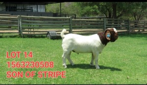 1X BOER GOAT BUCK SHONGOLOLO BOERBOK STOET