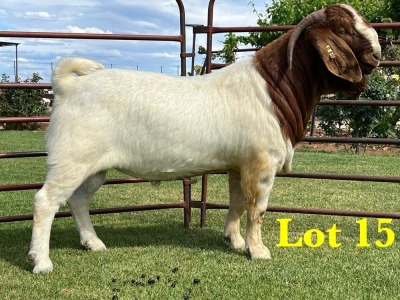 1X BOER GOAT BUCK LUKAS BURGER BOERGOAT STUD