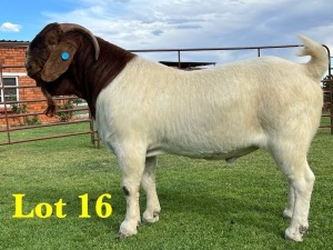 1X BOER GOAT BUCK LUKAS BURGER BOERGOAT STUD