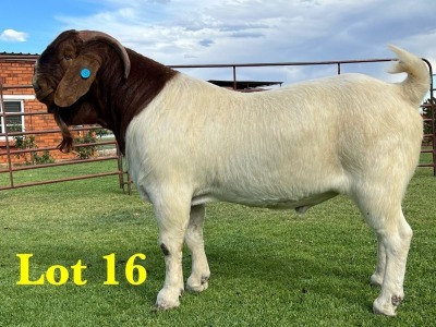 1X BOER GOAT STUD BUCK LUKAS BURGER BOERGOAT STUD