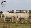 LOT 24 3X MEATMASTER DIDYMUS MEATMASTERS CHRISTOF GROBLER : 0837812076