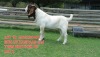 1X BOER GOAT FLOCK BUCK SHONGOLOLO BOERBOK STOET