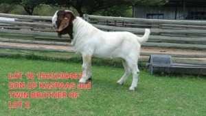 1X BOER GOAT BUCK SHONGOLOLO BOERBOK STOET