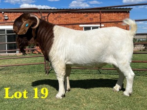 1X BOER GOAT BUCK LUKAS BURGER BOERGOAT STUD