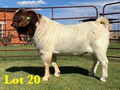 1X BOER GOAT BUCK LUKAS BURGER BOERGOAT STUD