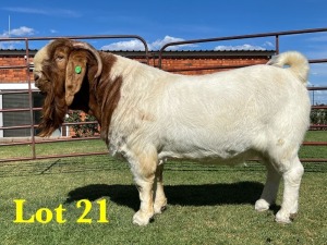 1X BOER GOAT BUCK LUKAS BURGER BOERGOAT STUD