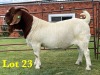 1X BOER GOAT FLOCK BUCK LUKAS BURGER BOERGOAT STUD