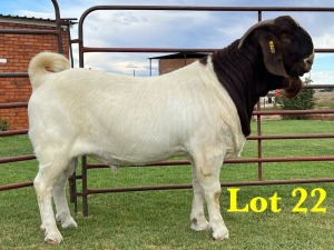 1X BOER GOAT BUCK LUKAS BURGER BOERGOAT STUD