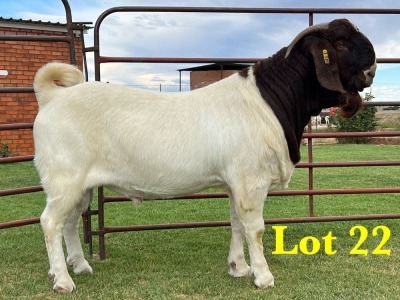 1X BOER GOAT STUD BUCK LUKAS BURGER BOERGOAT STUD