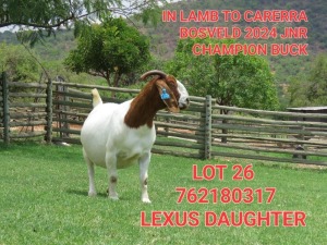 1X BOER GOAT DOE SHONGOLOLO BOERBOK STOET