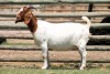 1X BOER GOAT STUD DOE SHONGOLOLO BOERBOK STOET - 2