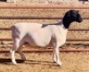 LOT 50 1 X DORPER OOI/EWE KOWIE DE WITT - T3 DRAGTIG