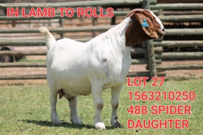 1X BOER GOAT DOE SHONGOLOLO BOERBOK STOET