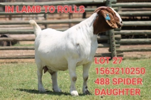 1X BOER GOAT FLOCK DOE SHONGOLOLO BOERBOK STOET