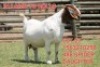 1X BOER GOAT FLOCK DOE SHONGOLOLO BOERBOK STOET