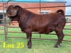 1X KALAHARI RED STUD BUCK LUKAS BURGER BOERGOAT STUD