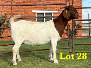 1X BOER GOAT DOE LUKAS BURGER BOERGOAT STUD