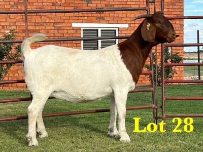 1X BOER GOAT STUD DOE LUKAS BURGER BOERGOAT STUD