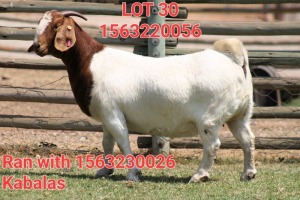 1X BOER GOAT DOE SHONGOLOLO BOERBOK STOET