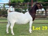 1X BOER GOAT FLOCK DOE LUKAS BURGER BOERGOAT STUD