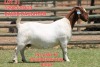 1X BOER GOAT FLOCK DOE SHONGOLOLO BOERBOK STOET