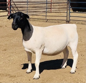 LOT 76 1 X DORPER OOI/EWE KOWIE DE WITT - T5 DRAGTIG