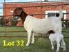 1X BOER GOAT FLOCK DOE LUKAS BURGER BOERGOAT STUD