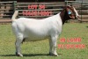 1X BOER GOAT FLOCK DOE SHONGOLOLO BOERBOK STOET