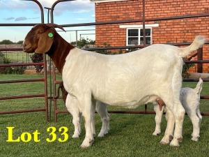 1X BOER GOAT DOE LUKAS BURGER BOERGOAT STUD