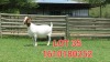 1X BOER GOAT STUD DOE SHONGOLOLO BOERBOK STOET