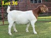 1X BOER GOAT FLOCK DOE LUKAS BURGER BOERGOAT STUD