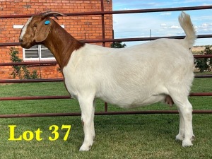 1X BOER GOAT DOE LUKAS BURGER BOERGOAT STUD